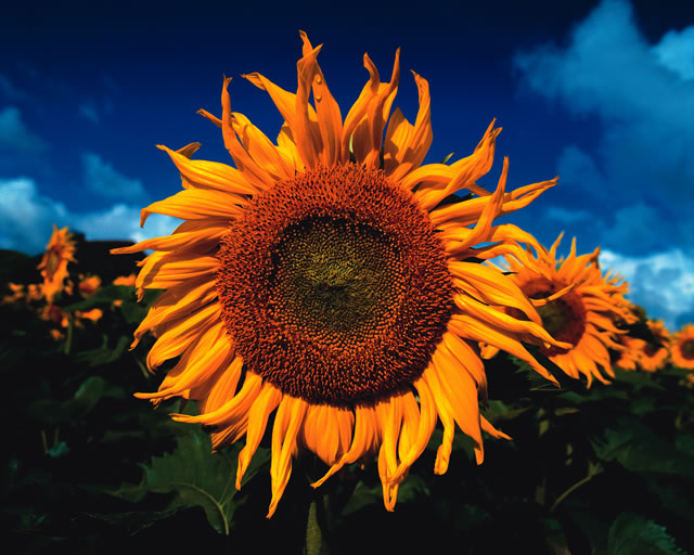 Sonnenblume